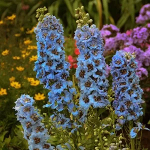 50 Moonlight Blues Delphinium Seeds - Tall Perennial Flower for Garden - Image 1