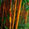 50 Orange Bamboo Seeds - Exotic Clumping Privacy Screen for Garden - Image 1
