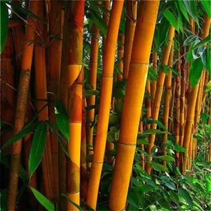 50 Orange Bamboo Seeds - Exotic Clumping Privacy Screen for Garden - Image 7