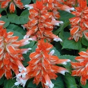 50 Orange White Salvia Seeds - Perennial Flowers for Hummingbirds - Image 11