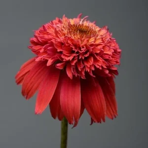 50 Orangeberry Coneflower Seeds - Echinacea Perennial Flower Seeds, Outdoor - Image 13