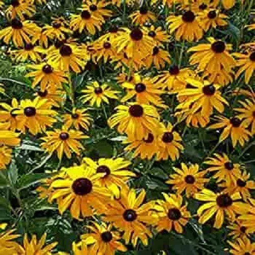 50 Ozark Gold Coneflower Seeds - Echinacea Perennial Flowers - Image 2