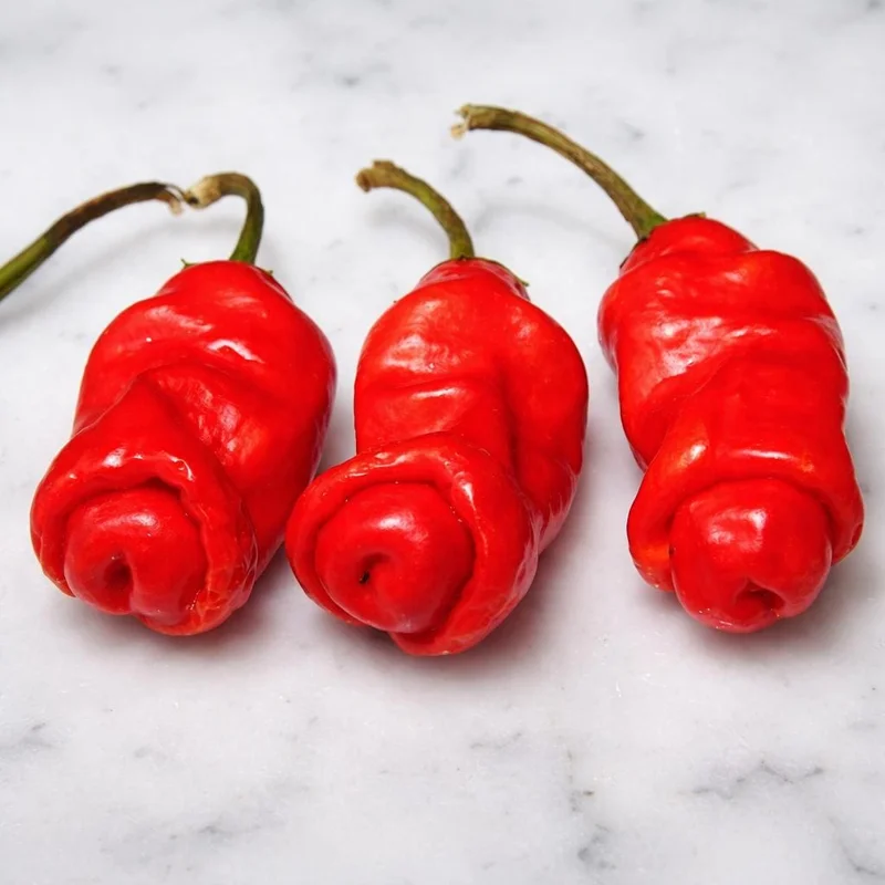 50 Peter Pepper Seeds – Heirloom Hot Chili Pepper Seeds, Non-GMO - Image 4