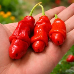 50 Peter Pepper Seeds – Heirloom Hot Chili Pepper Seeds, Non-GMO - Image 1