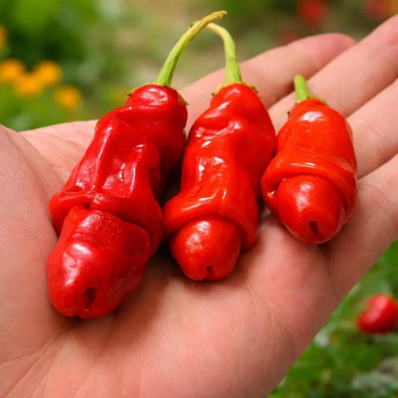 50 Peter Pepper Seeds – Heirloom Hot Chili Pepper Seeds, Non-GMO - Image 1