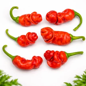 50 Peter Pepper Seeds – Heirloom Hot Chili Pepper Seeds, Non-GMO - Image 5