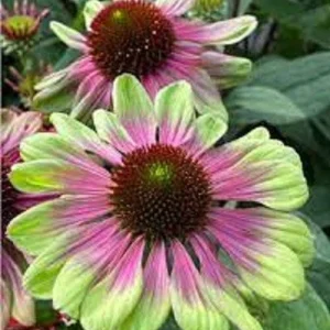 50 Pink Green Coneflower Seeds - Echinacea Perennial Flowers for Garden - Image 15
