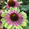 50 Pink Green Coneflower Seeds - Echinacea Perennial Flowers for Garden - Image 1