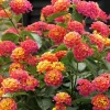50 Pink Orange Verbena Flower Seeds - Perennial Wildflower for Spring Planting - Image 1