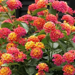 50 Pink Orange Verbena Flower Seeds - Perennial Wildflower for Spring Planting - Image 1