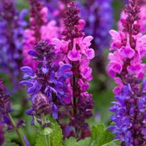 50 Pink Purple Salvia Flower Seeds – Perennial – Attracts Hummingbirds - Image 6
