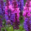 50 Pink Purple Salvia Flower Seeds – Perennial – Attracts Hummingbirds - Image 1