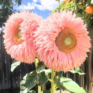50 Pink Teddy Bear Sunflower Seeds - Giant Fluffy Double Bloom Flowers, USA Grown - Image 2