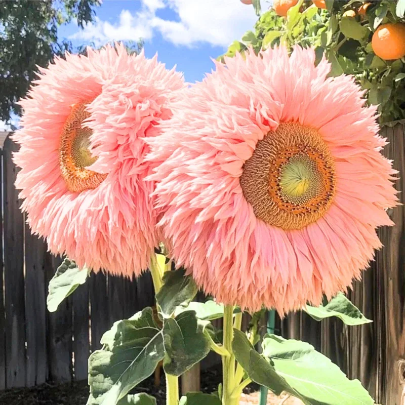 50 Pink Teddy Bear Sunflower Seeds - Giant Fluffy Double Bloom Flowers, USA Grown - Image 2