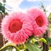 50 Pink Teddy Bear Sunflower Seeds - Giant Fluffy Double Bloom Flowers, USA Grown - Image 1