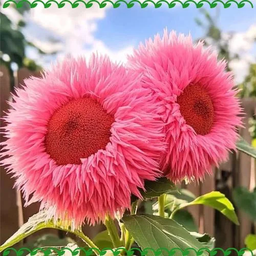 50 Pink Teddy Bear Sunflower Seeds - Giant Fluffy Double Bloom Flowers, USA Grown - Image 3