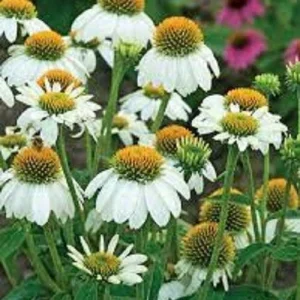 50 Pow Wow White Coneflower Seeds - Echinacea Perennial Flowers Outdoor - Image 21