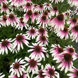 50 Pretty Parasols Coneflower Seeds - Echinacea Perennial Flowers for Garden - Image 2