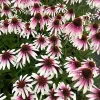 50 Pretty Parasols Coneflower Seeds - Echinacea Perennial Flowers for Garden - Image 1