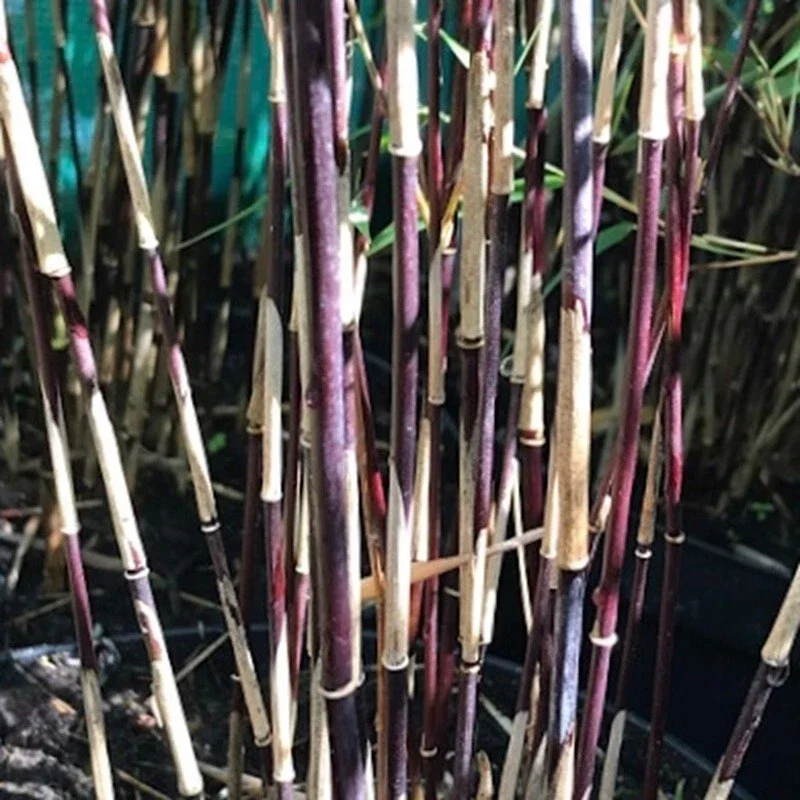 50 Purple Bamboo Seeds - Privacy Plant, Garden Clumping Shade - Image 16