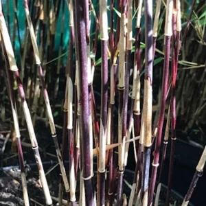 50 Purple Bamboo Seeds - Privacy Plant, Garden Clumping Shade - Image 2
