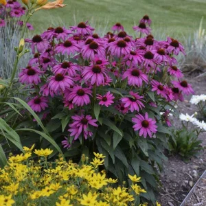 50 Purple Coneflower Seeds - Echinacea Flower Perennial - Outdoor - Image 6