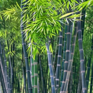 50 Purple Timor Bamboo Seeds - Clumping Privacy Screen Plant - Image 8