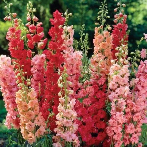 50 Red Arrow Mix Delphinium Seeds - Perennial Garden Flower Seed - Image 4