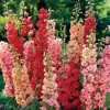 50 Red Arrow Mix Delphinium Seeds - Perennial Garden Flower Seed - Image 1