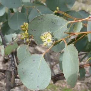50 Red Box Eucalyptus Seeds - Perennial Tree Flower Seeds for Outdoor Planting - Image 20