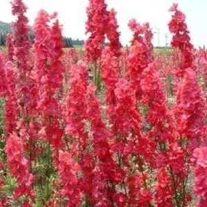 50 Red Delphinium Seeds - Perennial Garden Flower Bloom - Image 12