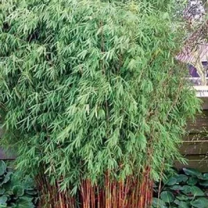 50 Red Dragon Bamboo Seeds - Privacy Plant, Garden Clumping - Image 3