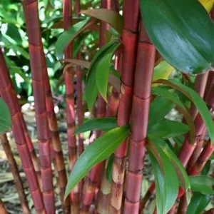 50 Red Stem Bamboo Seeds - Clumping Privacy Screen Plant for Garden Shade - Image 8