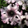 50 Ruffle Pink White Petunia Seeds - Annual Flower Seeds for Hanging Baskets - Image 1