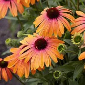 50 Sherbert Coneflower Seeds - Echinacea Perennial Flowers for Garden - Image 22