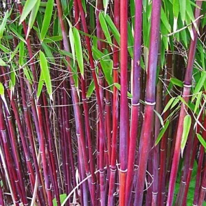 50 Siergras Bamboo Seeds – Clumping Ornamental Grass for Privacy - Image 7