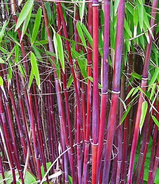 50 Siergras Bamboo Seeds – Clumping Ornamental Grass for Privacy - Image 1