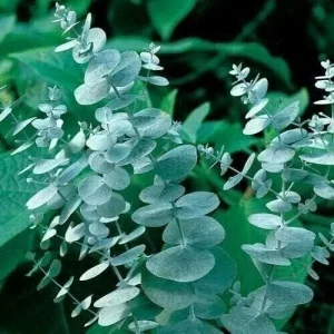 50 Silver Drop Eucalyptus Seeds - Perennial Tree Flower Seed Packet - Image 8