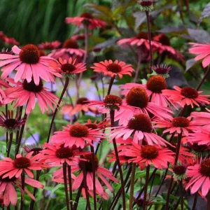 50 Solar Flare Coneflower Seeds - Echinacea Perennial Flower Seeds - Image 20