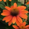 50 Sombrero Coneflower Seeds - Echinacea Flower Perennial - Image 1