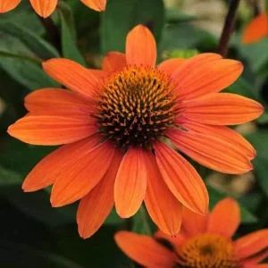 50 Sombrero Coneflower Seeds - Echinacea Flower Perennial - Image 7