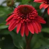 50 Strawberry Delux Coneflower Seeds - Echinacea Perennial Flower - Image 1