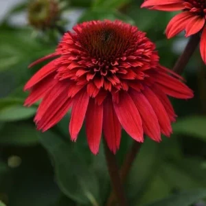 50 Strawberry Delux Coneflower Seeds - Echinacea Perennial Flower - Image 1