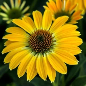 50 Summer Solstice Coneflower Seeds - Echinacea Perennial Flower Seeds - Image 15
