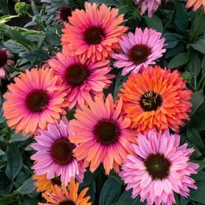 50 Sunseeker Rainbow Coneflower Seeds - Perennial Echinacea Flowers - Image 2