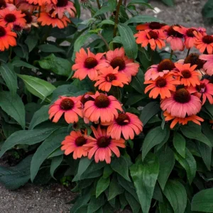 50 Tanager Coneflower Seeds - Echinacea Flower Perennial Blooms Outdoor - Image 1