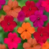 50 Tango Mix Impatients Seeds Flower Seed Flowers Annual Bloom 418 - Image 1