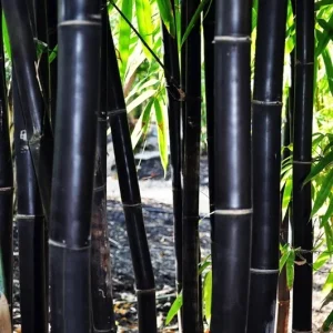 50 Timor Black Bamboo Seeds - Clumping Exotic Shade Screen - Image 6