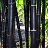 50 Timor Black Bamboo Seeds - Clumping Exotic Shade Screen - Image 1