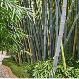 50 Tropical Blue Bamboo Seeds - Clumping Privacy Screen Plant - Image 2